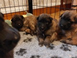 Chiots Tervueren LOF à réserver