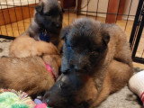 Chiots Tervueren LOF à réserver