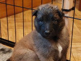 Chiots Tervueren LOF à réserver