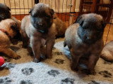 Chiots Tervueren LOF à réserver