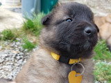 Chiots Tervueren LOF à réserver