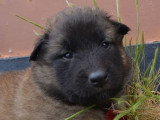 Chiots Tervueren LOF à réserver