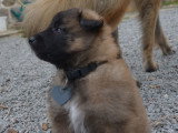 Chiots Tervueren LOF à réserver