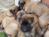 Chiots Tervueren LOF à réserver