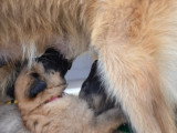 Chiots Tervueren LOF à réserver
