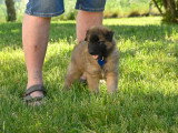 Chiots Tervueren LOF disponible mi-juin