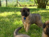 Chiots Tervueren LOF disponible mi-juin