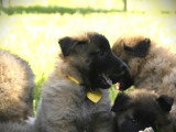Chiots Tervueren LOF disponible mi-juin