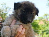 Chiots Tervueren LOF disponible mi-juin