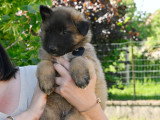 Chiots Tervueren LOF disponible mi-juin