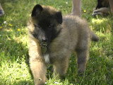 Chiots Tervueren LOF disponible mi-juin