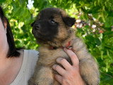 Chiots Tervueren LOF disponible mi-juin