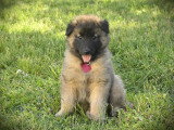 Chiots Tervueren LOF disponible mi-juin