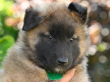 Chiots Tervueren LOF disponible mi-juin