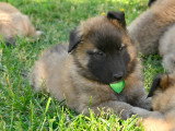 Chiots Tervueren LOF disponible mi-juin