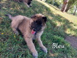 Chiots Tervueren LOF disponibles