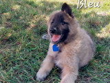 Chiots Tervueren LOF disponibles