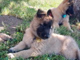 Chiots Tervueren LOF disponibles