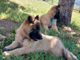 Chiots Tervueren LOF disponibles