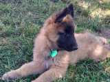 Chiots Tervueren LOF disponibles