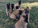 Chiots Tervueren LOF disponibles
