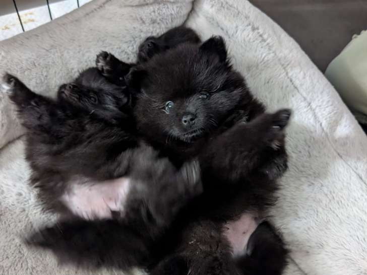 Chiots de type Spitz Allemand à vendre (2 femelles & 2 mâles)