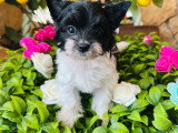 Chiot femelle Yorkshire Terrier non LOF noir et blanc à vendre