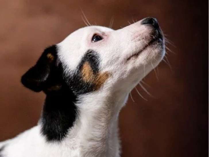 Chiot Jack Russell Terrier tricolore mâle LOF à vendre