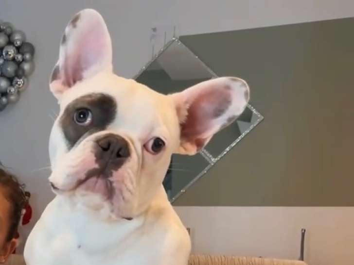 Mâle Bouledogue Français disponible pour saillie