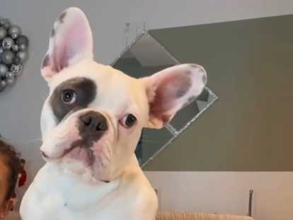 Mâle Bouledogue Français disponible pour saillie