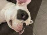 Mâle Bouledogue Français disponible pour saillie