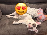 Mâle Bouledogue Français disponible pour saillie
