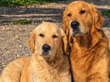 11 chiots Golden Retriever LOF nés en avril 2026 à réserver