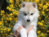 2 chiots Husky de Sibérie mâles LOF disponibles à la vente fin avril 2026