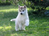 2 chiots Husky de Sibérie mâles LOF disponibles à la vente fin avril 2026