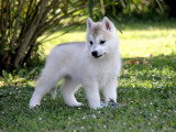 2 chiots Husky de Sibérie mâles LOF disponibles à la vente fin avril 2026