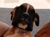 Chiot femelle Boxer non LOF disponible à la vente
