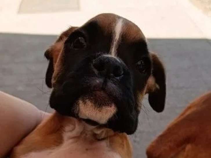 Chiot femelle Boxer non LOF disponible à la vente