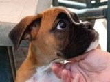 Chiot femelle Boxer non LOF disponible à la vente