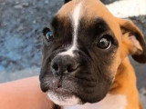 Chiot femelle Boxer non LOF disponible à la vente