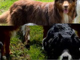 4 chiots Border Collie non LOF à réserver, nés en mars 2026