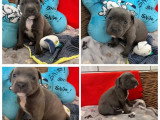 5 chiots Staffordshire Bull Terrier bleu LOF nés en mars 2026 à réserver