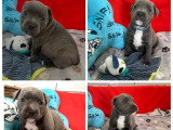 5 chiots Staffordshire Bull Terrier bleu LOF nés en mars 2026 à réserver