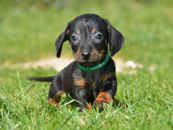 Chiot Teckel à poils ras mâle noir et feu non LOF à vendre