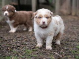 6 chiots Berger Australien non LOF à vendre, nés en mars 2026