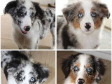 3 chiots Berger Américain Miniature mâles bleu merle LOF à vendre