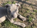 8 chiots American Staffordshire Terriers LOF à vendre, nés en janvier 2026