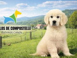 7 chiots mâles Golden Retriever LOF de février 2026 à vendre