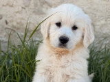 7 chiots mâles Golden Retriever LOF de février 2026 à vendre