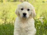 7 chiots mâles Golden Retriever LOF de février 2026 à vendre